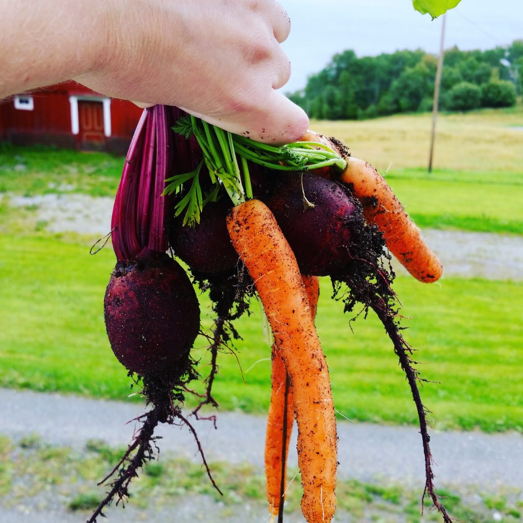 Ei hånd holder grønnsaker
